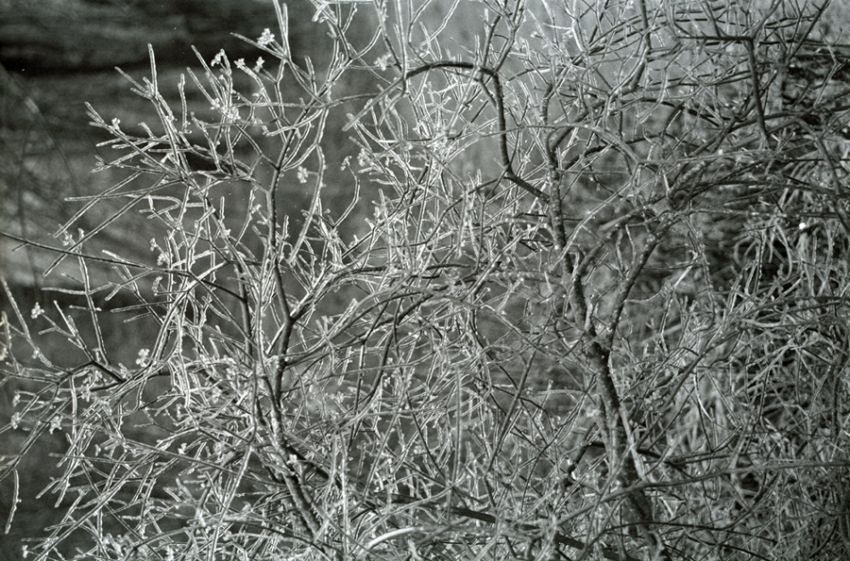 Ice-Bush--I---Jan-2007