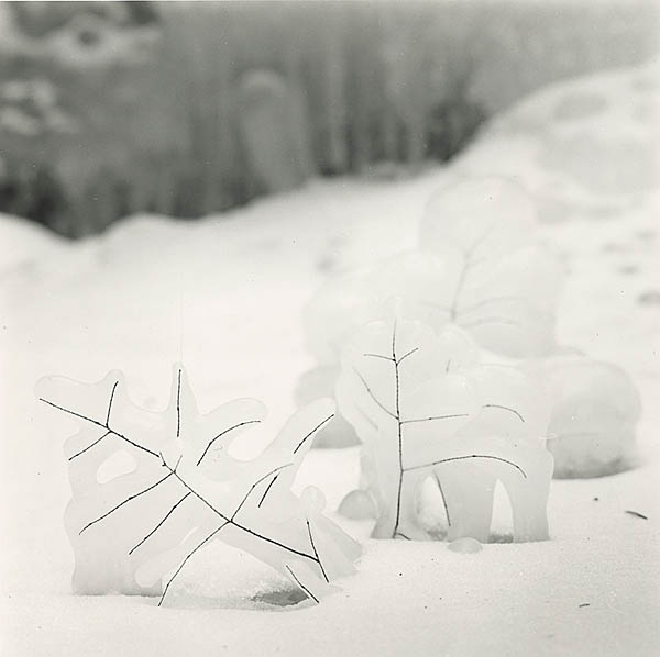 Ice Creatures