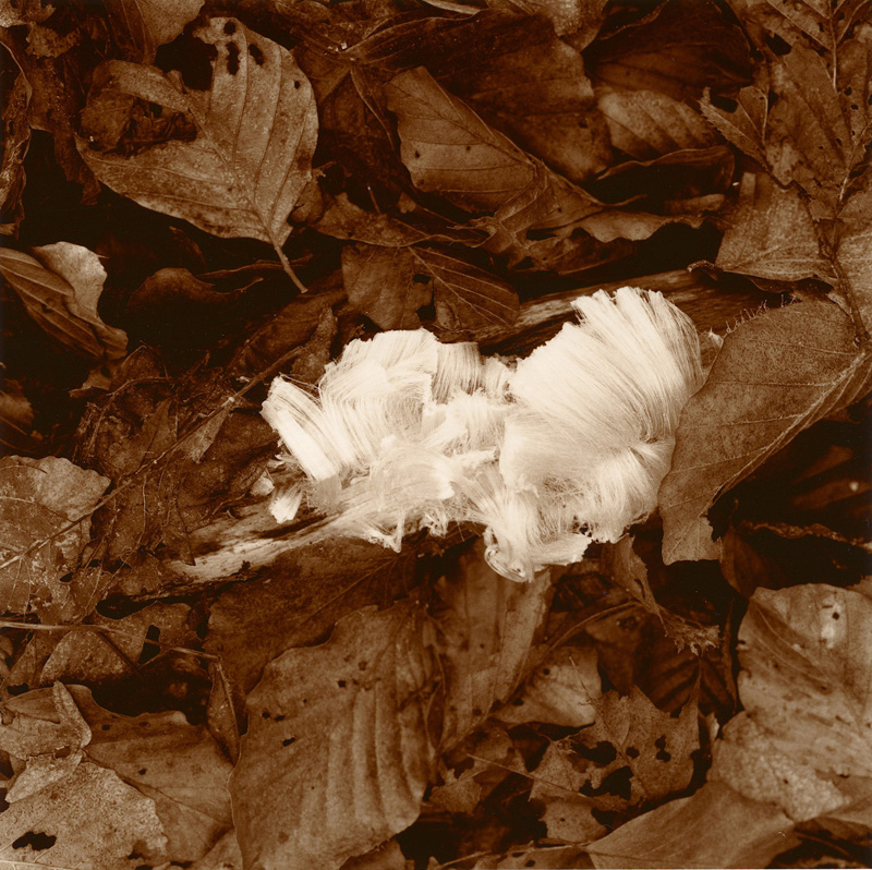 Ice crystals on beech forest floor