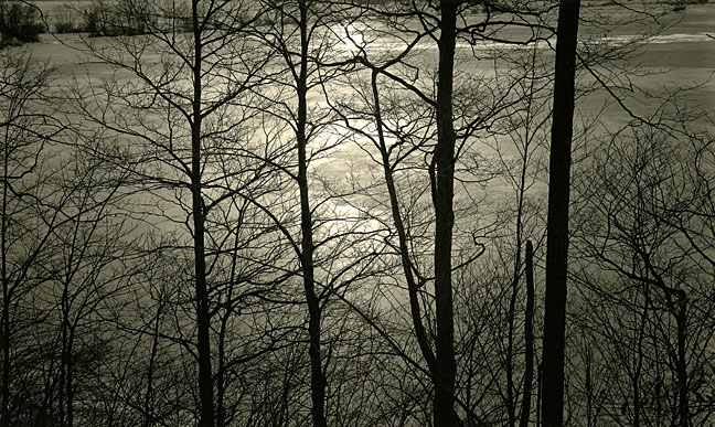 Ice Through Trees, Eagle Creek