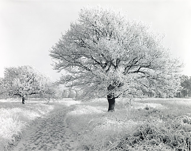 ice tree II
