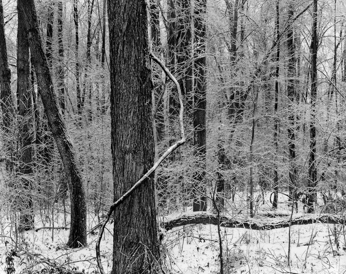 Ice Woods (1200L) #2.jpg