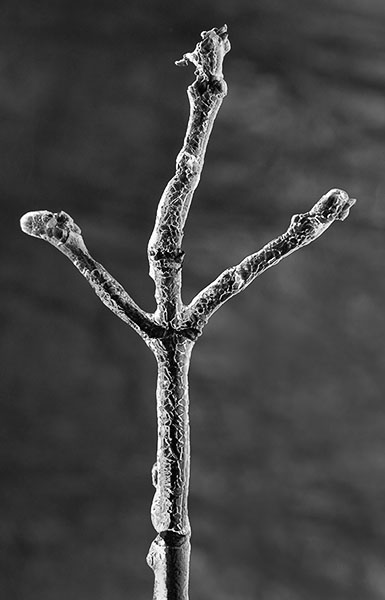 Iced Branch