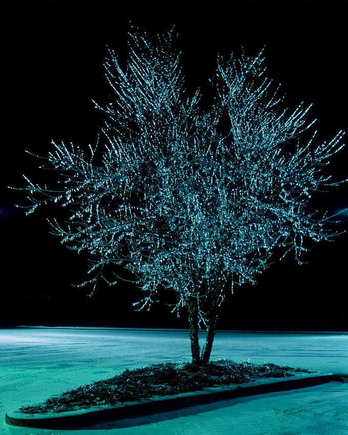 Iced Trees