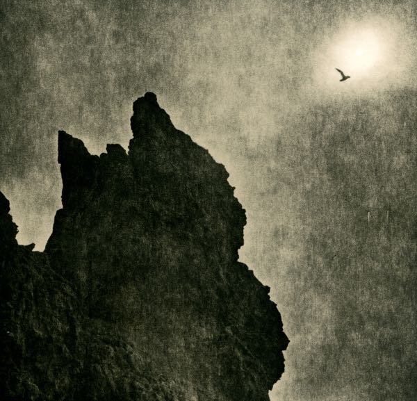 Iceland_Bird