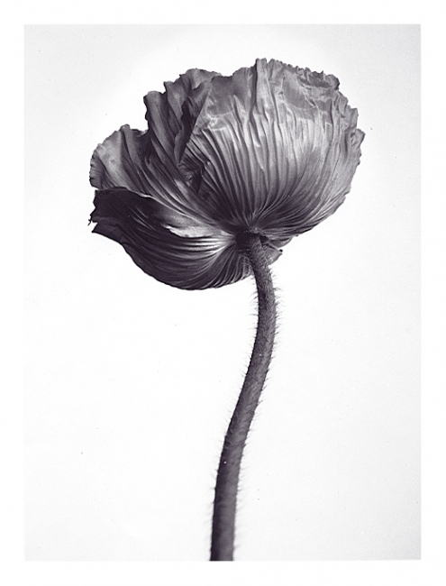 icelandic-poppy