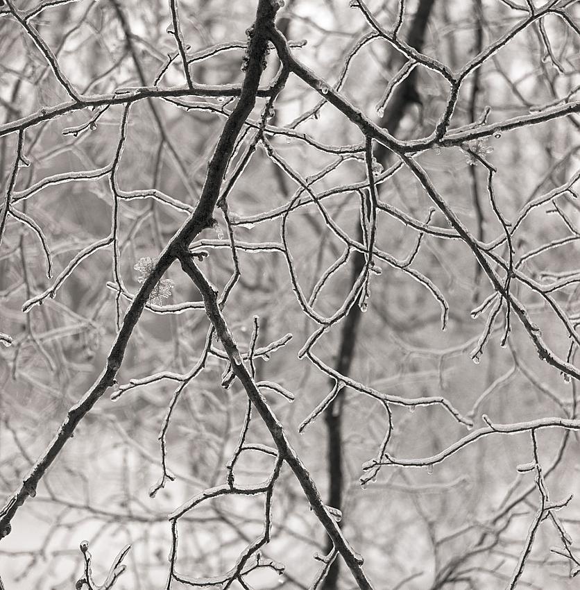 Icy Branch Composition