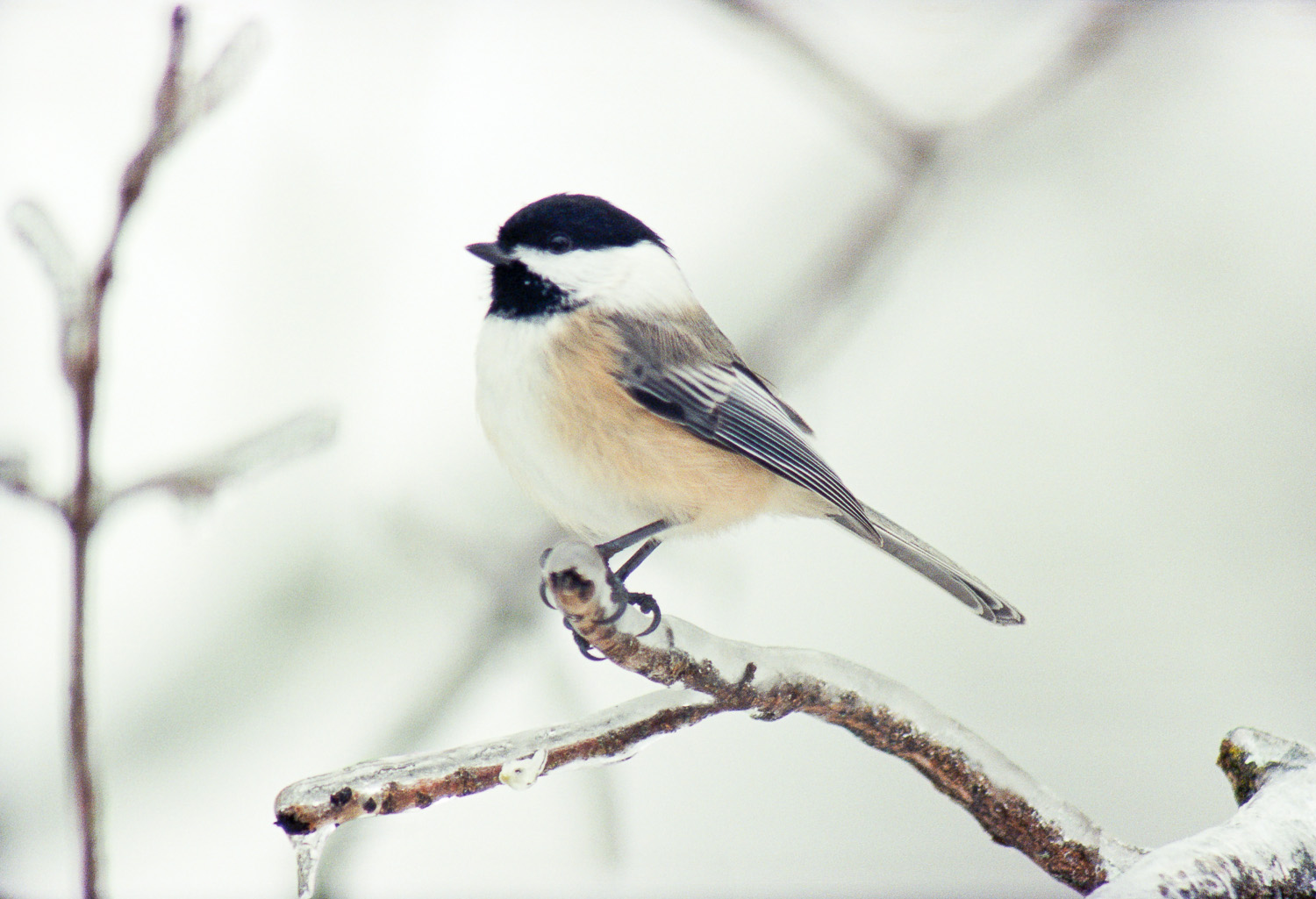 Icy Perch