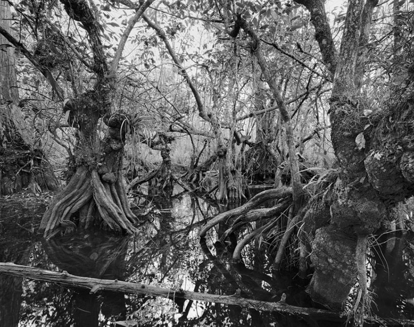 if Dr Seuss had a swamp