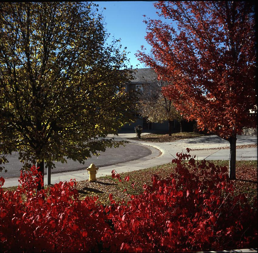 Ikonta  Velvia