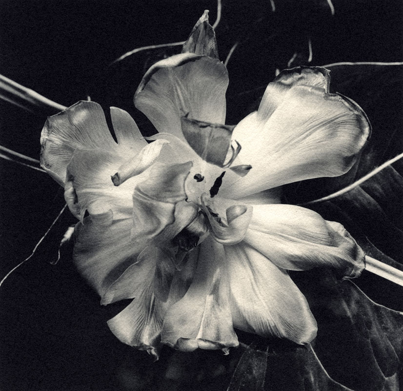 Ilford Art 300 #4 orgiastic toning
