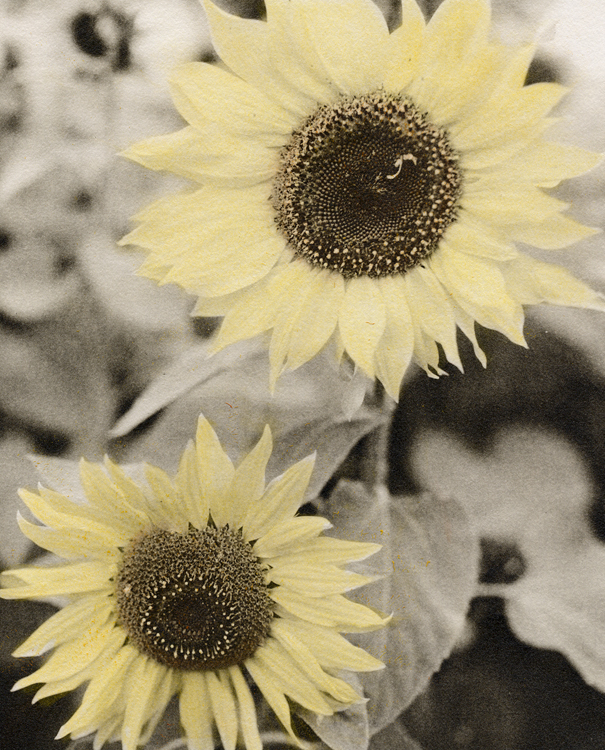Ilford Art Paper Experiment