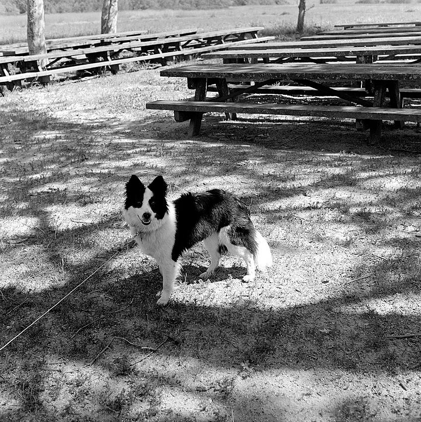 I'm a border collie. Honest!