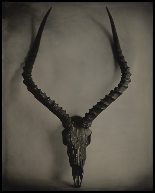 Impala