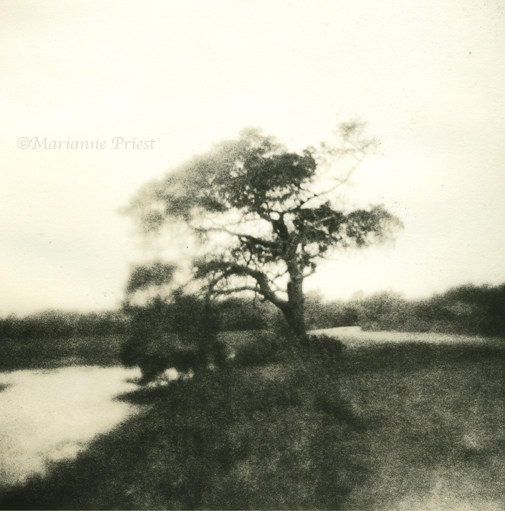 impressions of a tree