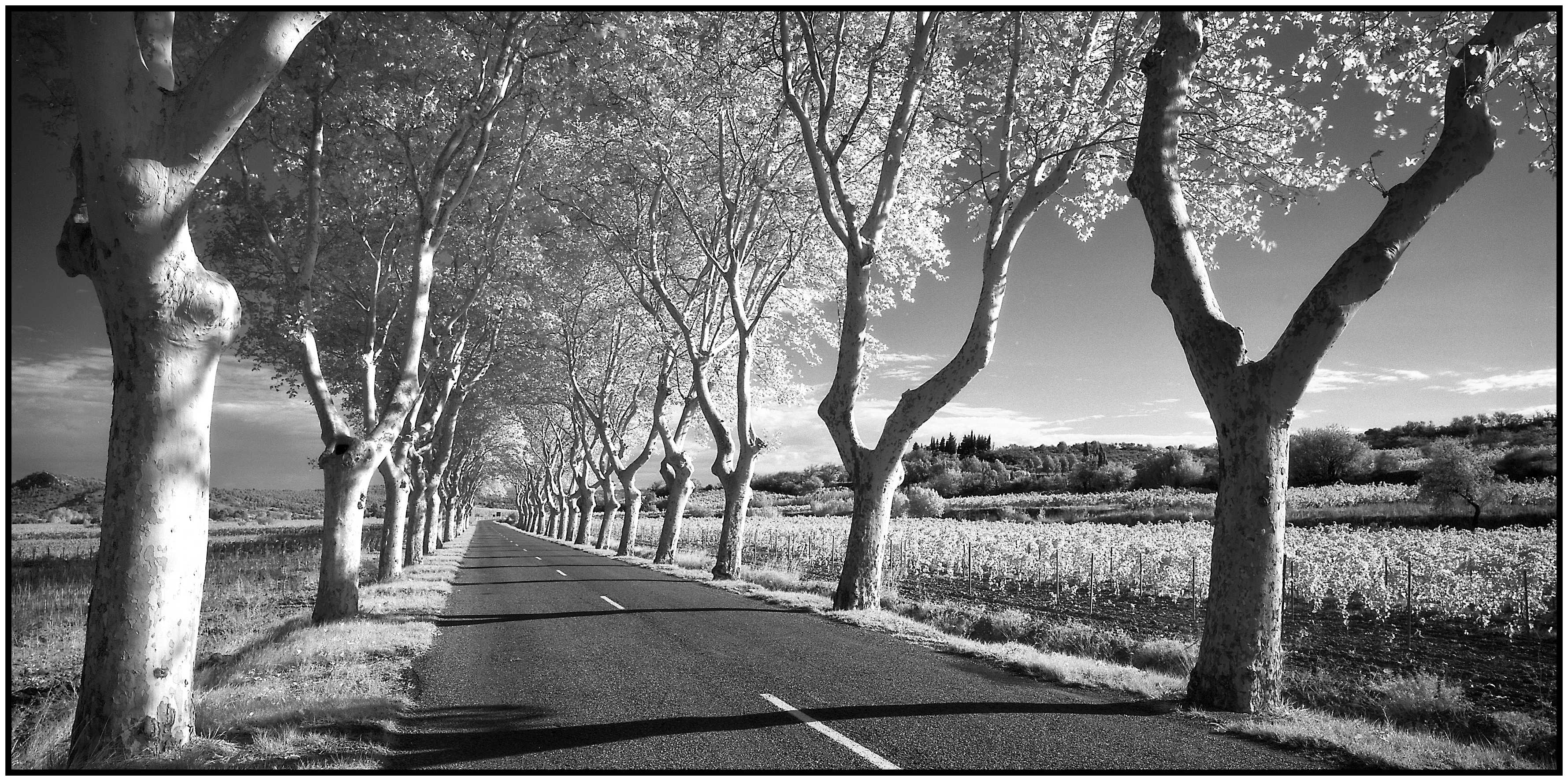 In Languedoc-Roussillon, France