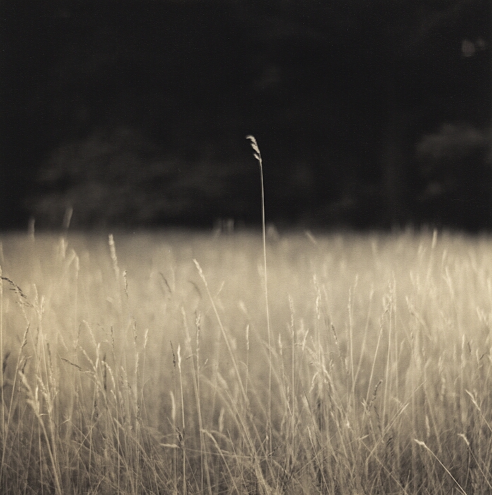 In Light And Shade (Print)