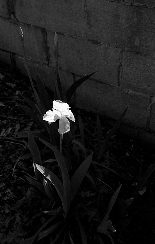 in the afternoon