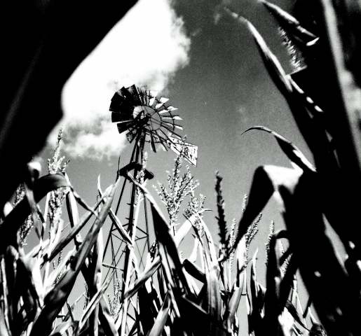 in the field