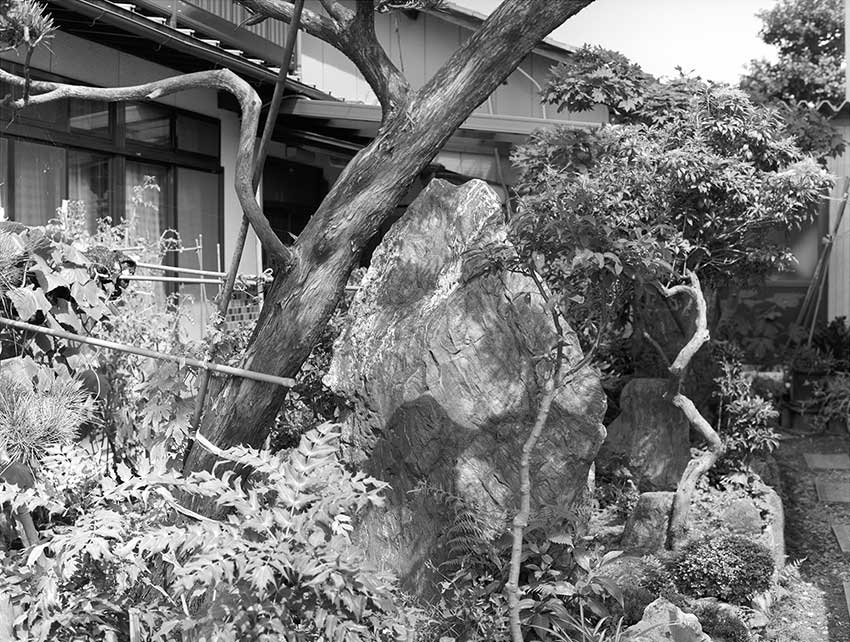 in the garden