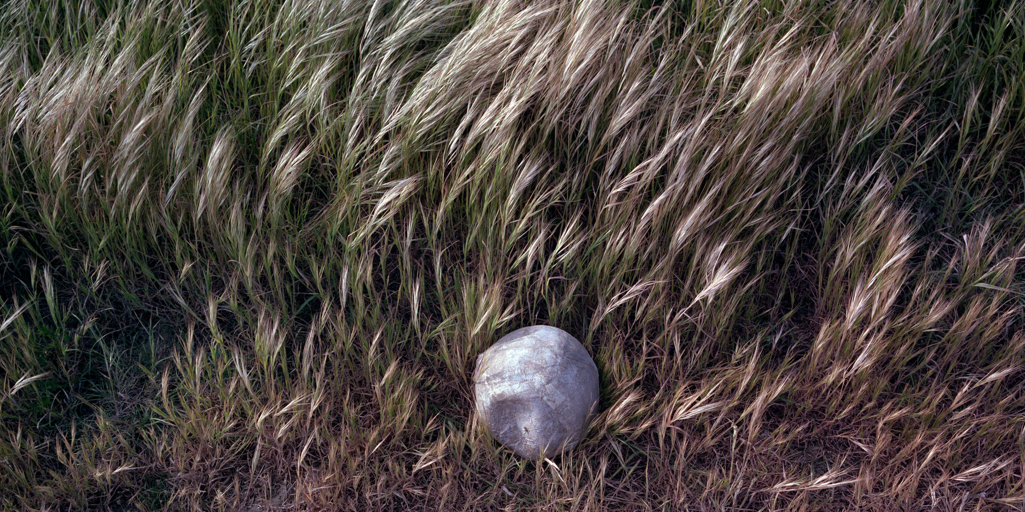 In the grass