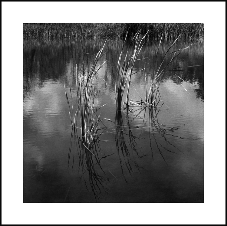 In the Pond