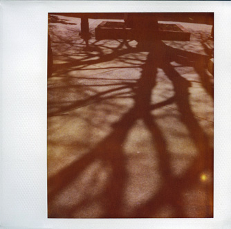 In the Shadow of a Tree