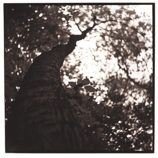 In The Shadow Of Trees #2
