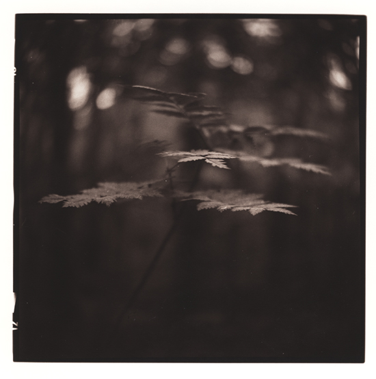 In The Shadow Of Trees #3