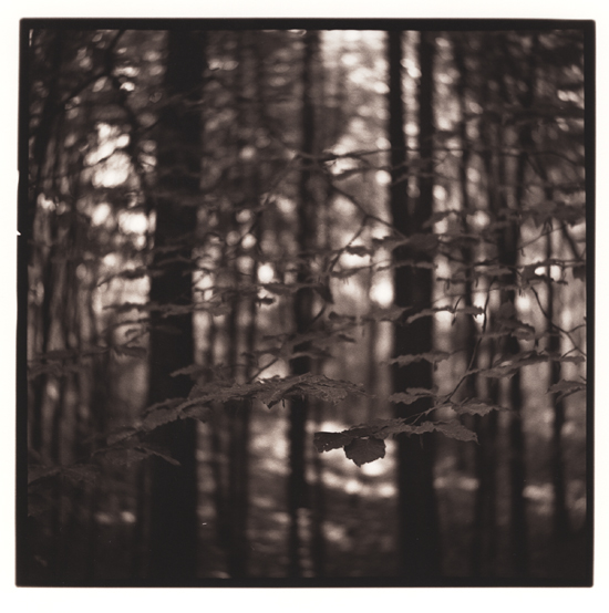 In The Shadow Of Trees #4