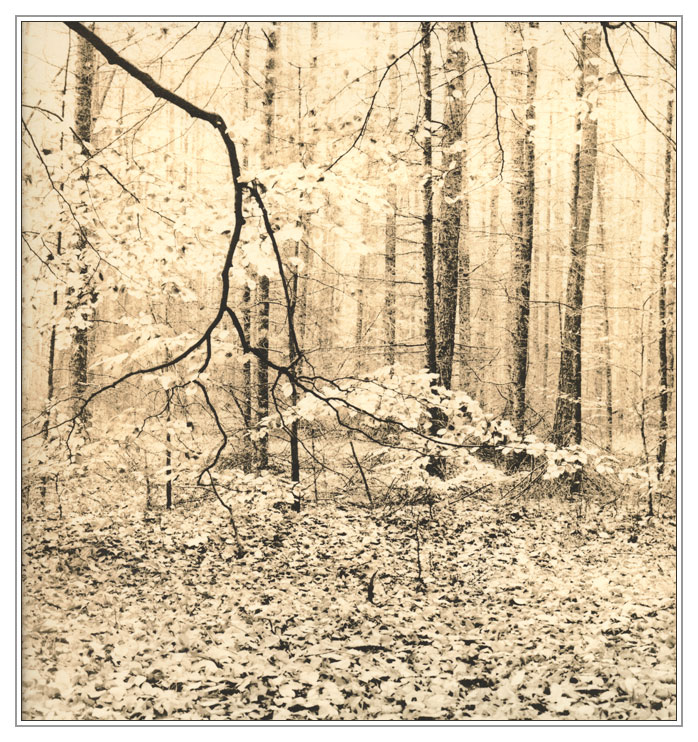 In the Wood.