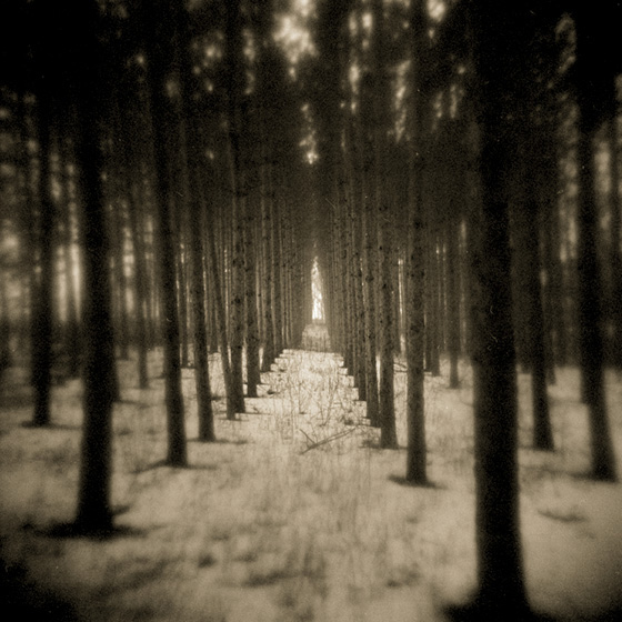 "In The Woods, #6"