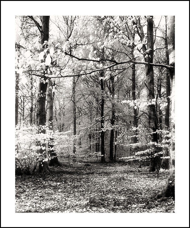 IN THE WOODS