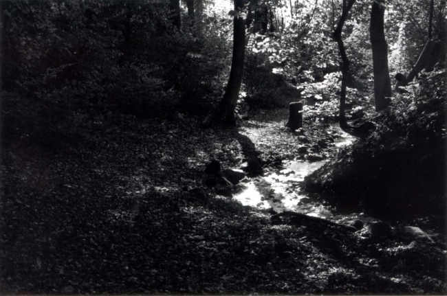 In The Woods