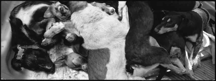 in their way to a common grave