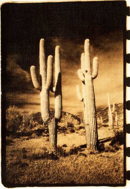 Infrared Cactus