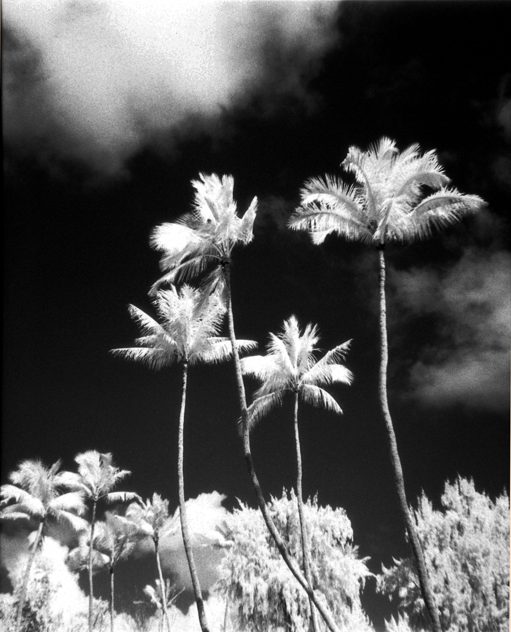 Infrared Palms