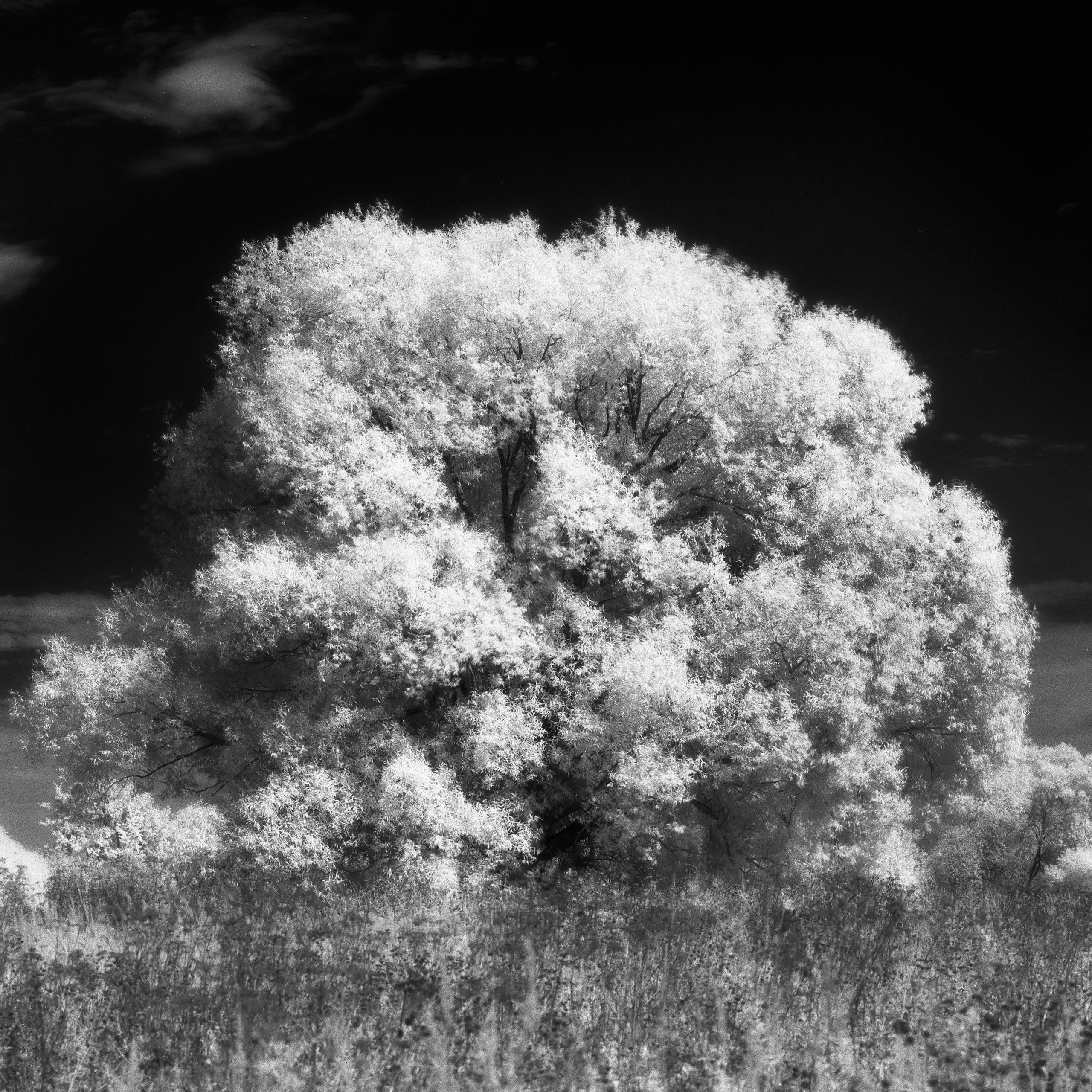 Infrared Tree