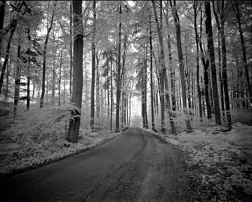Infrared woodland drive