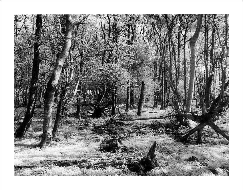 Infrared Woods