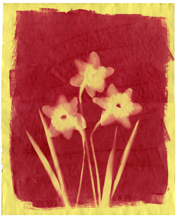 Inkodye Daffodils