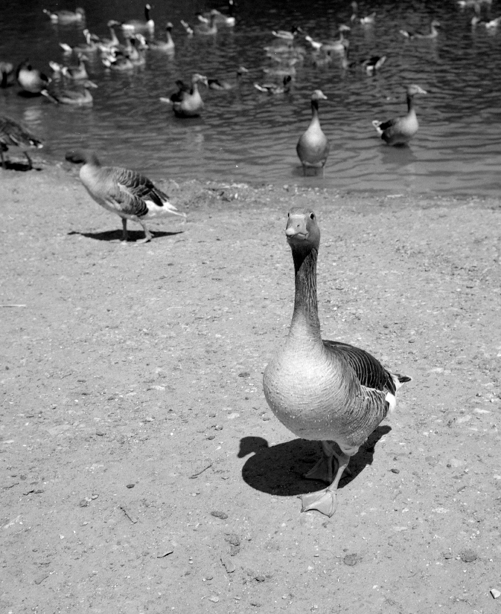 Inquisitive GOOSE !