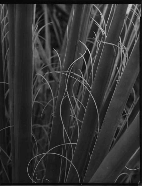 Inside the Joshua Tree, Patterns Joshua Tree NP.