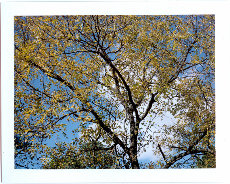 Instant Autumn