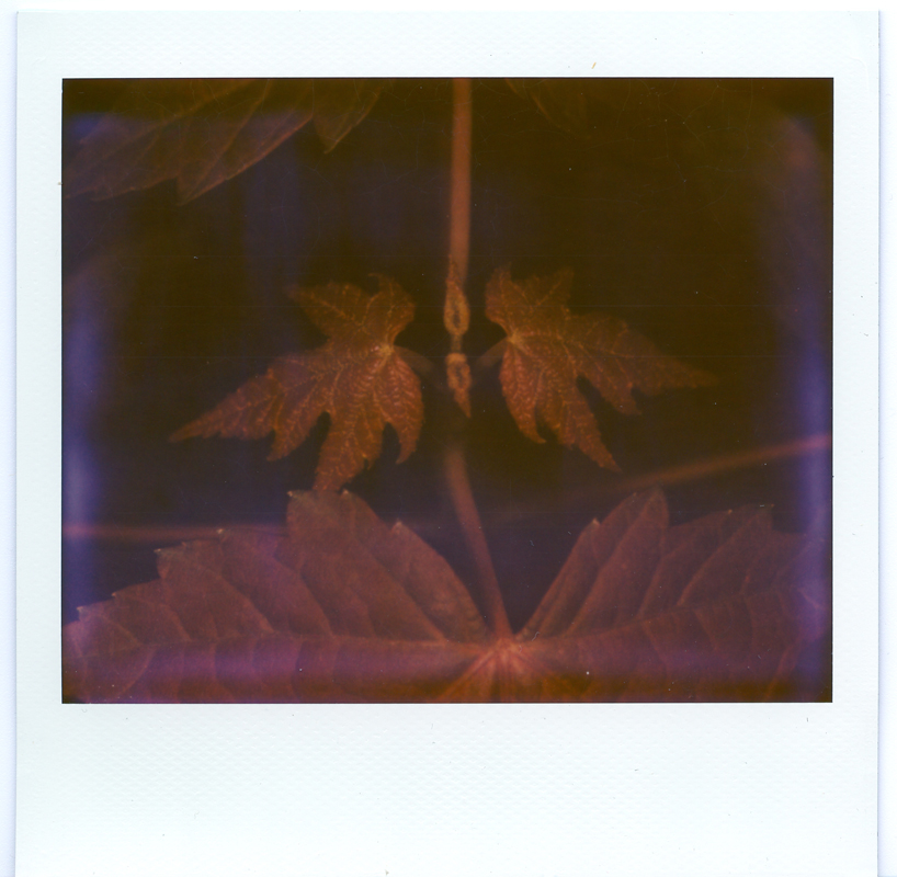 Instant Macro Fun no. 1