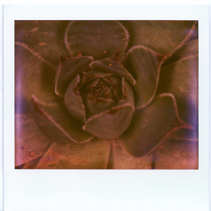 Instant Macro Fun no. 2