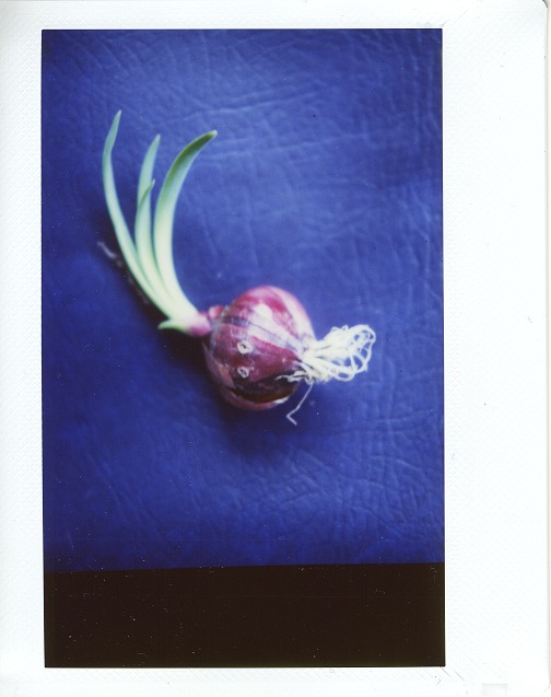 Instax in SX-70 - Onion