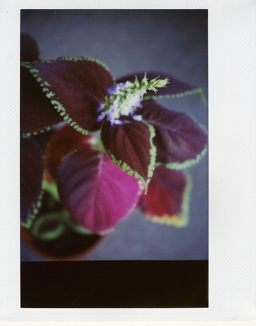 Instax in SX-70