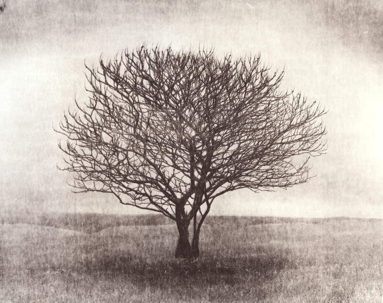 Intertwined Trees