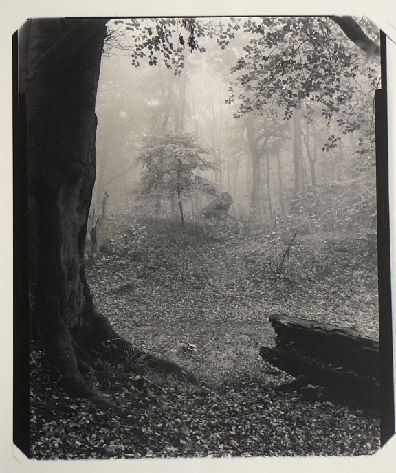 Into The Mist